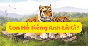 con hổ tiếng anh là gì
