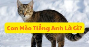 con mèo tiếng anh là gì