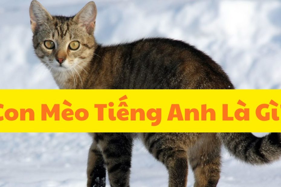 con mèo tiếng anh là gì