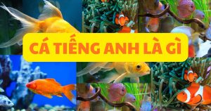 cá tiếng anh là gì