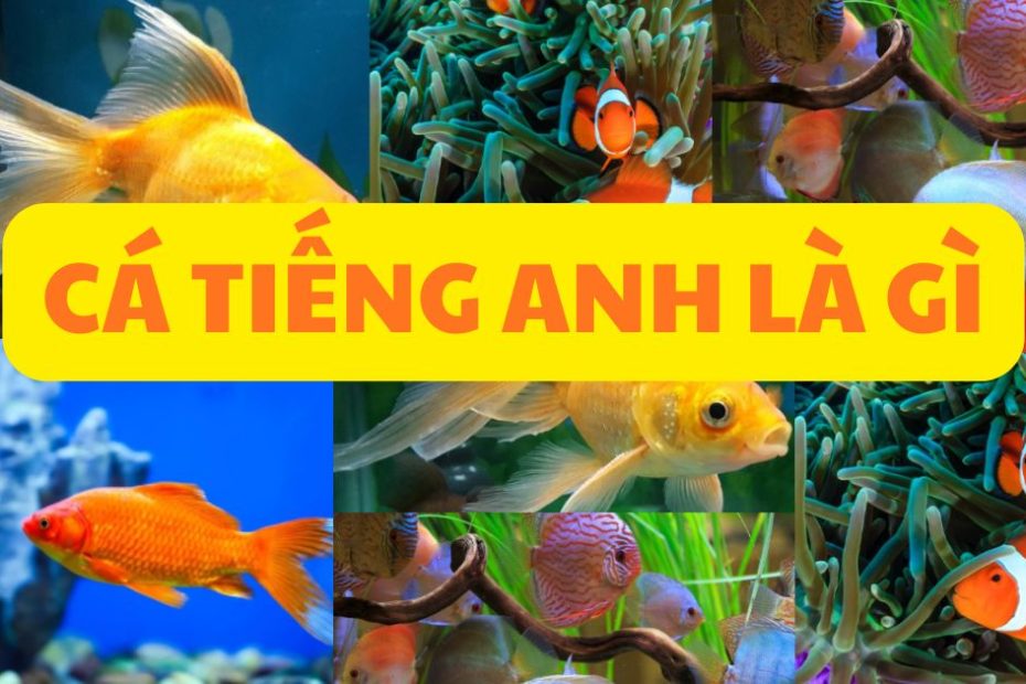 cá tiếng anh là gì