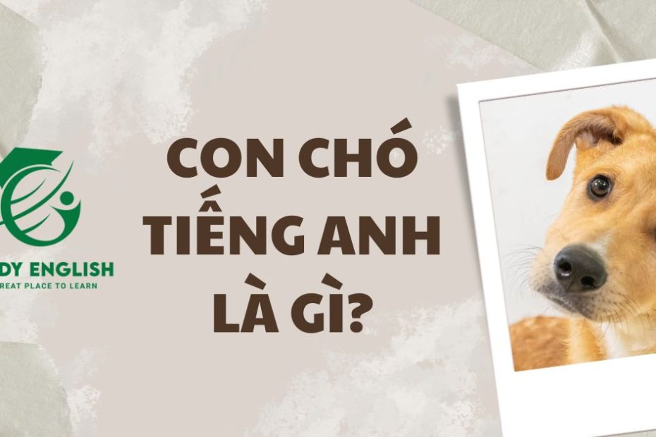 con chó tiếng anh là gì