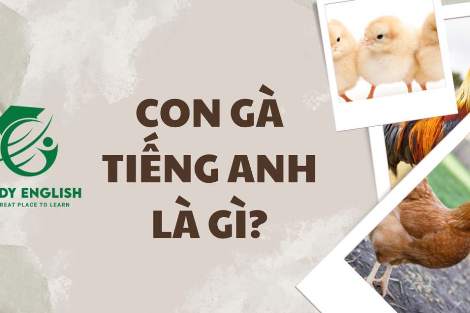 con gà tiếng anh là gì