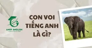 con voi tiếng anh là gì