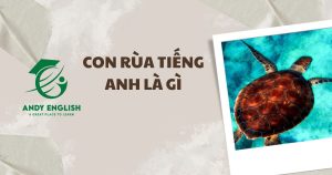 con rùa tiếng anh là gì