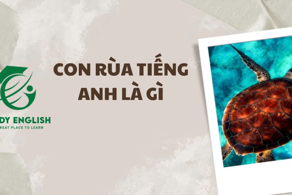 con rùa tiếng anh là gì