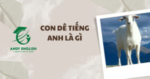 con dê tiếng anh là gì