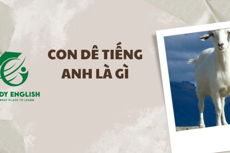 con dê tiếng anh là gì
